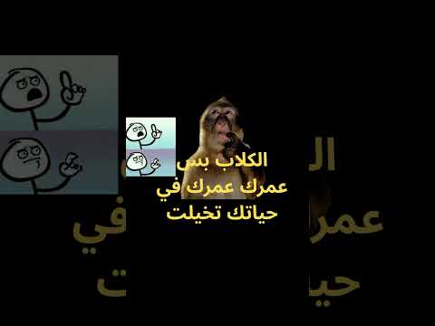 زنقة الكلاب كوميدي هتضحك