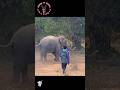 காமெடி செய்திகள் 1 #shortsfeed #elephant #animals #dubbing #comedy
