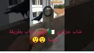 شاب جزائري 🇩🇿 يُربي #غراب بطريقة غريبة 😯😯😯 #الغراب #غراب #طيور #krähe #krähenfüße #crow #corbeau