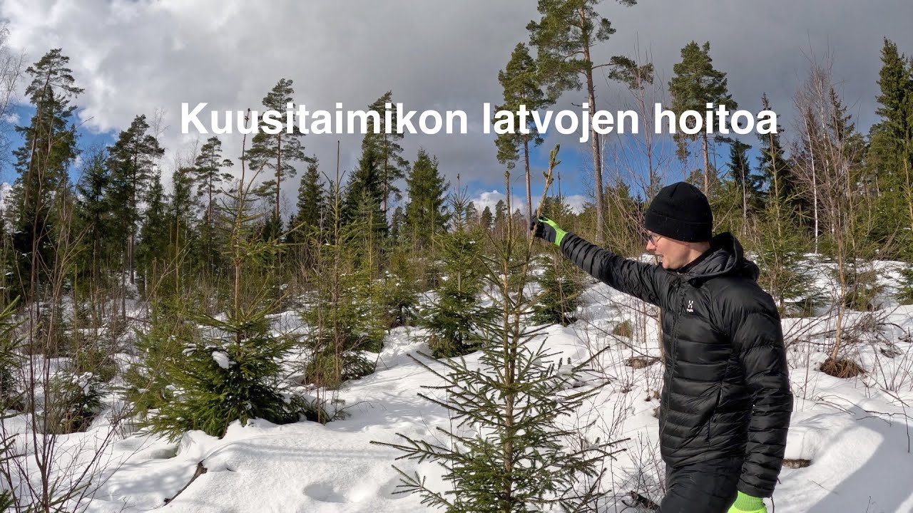 Kuusitaimikon latvojen hoitoa