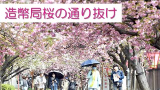 3年ぶりに公開された造幣局、桜の通り抜け