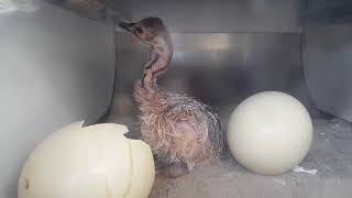 Ostrich breeding takes the first step