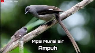 Mp3 Murai air sangat ampuh buat pikat,,🙏