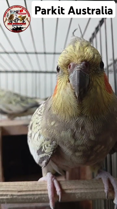 🔴 Ternak Burung Parkit Australia falk @AngryBirds