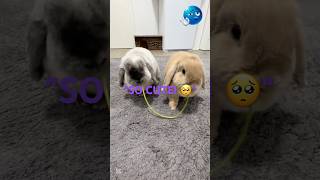 Try Not To Laugh At These Cute Pets! 🐰🐱 #shorts #animalmemes #cute
