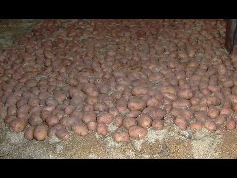 Vidéo: Erreurs Dans Le Stockage Des Pommes De Terre