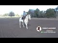 Caballo Bayo  muy lindo y manso - $280.000 - LOSEQUINOS.COM