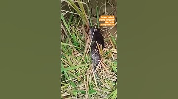 tikus memakan padi yang sudah  siap di panen 😇😭