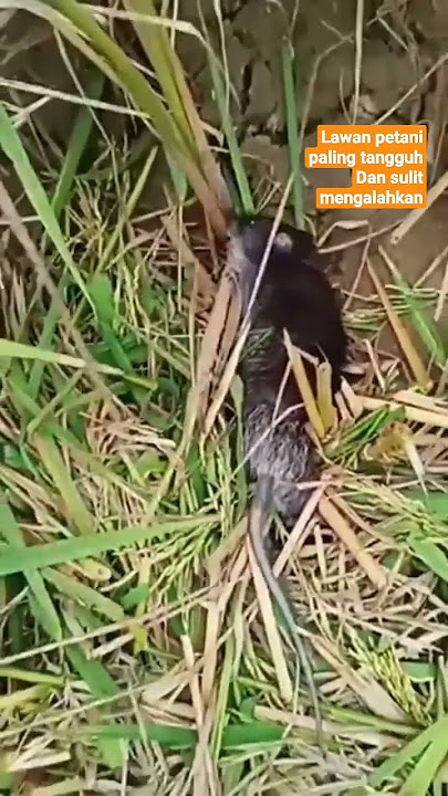 tikus memakan padi yang sudah siap di panen 😇ðŸ˜