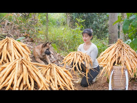 Harvesting Underground Ginseng Goes To Sell - Use the Money Saved To Buy A New Motorbike