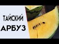 ДЕГУСТИРУЕМ УРОЖАЙ АРБУЗОВ | ТАЙСКИЕ АРБУЗЫ