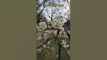 Thumbnail of 전주 경기전 신기한 매화나무 Jeonju Gyeonggi Province's Amazing apricot flower Tree #전주여행 #전주경기전 #와룡매 #매화꽃