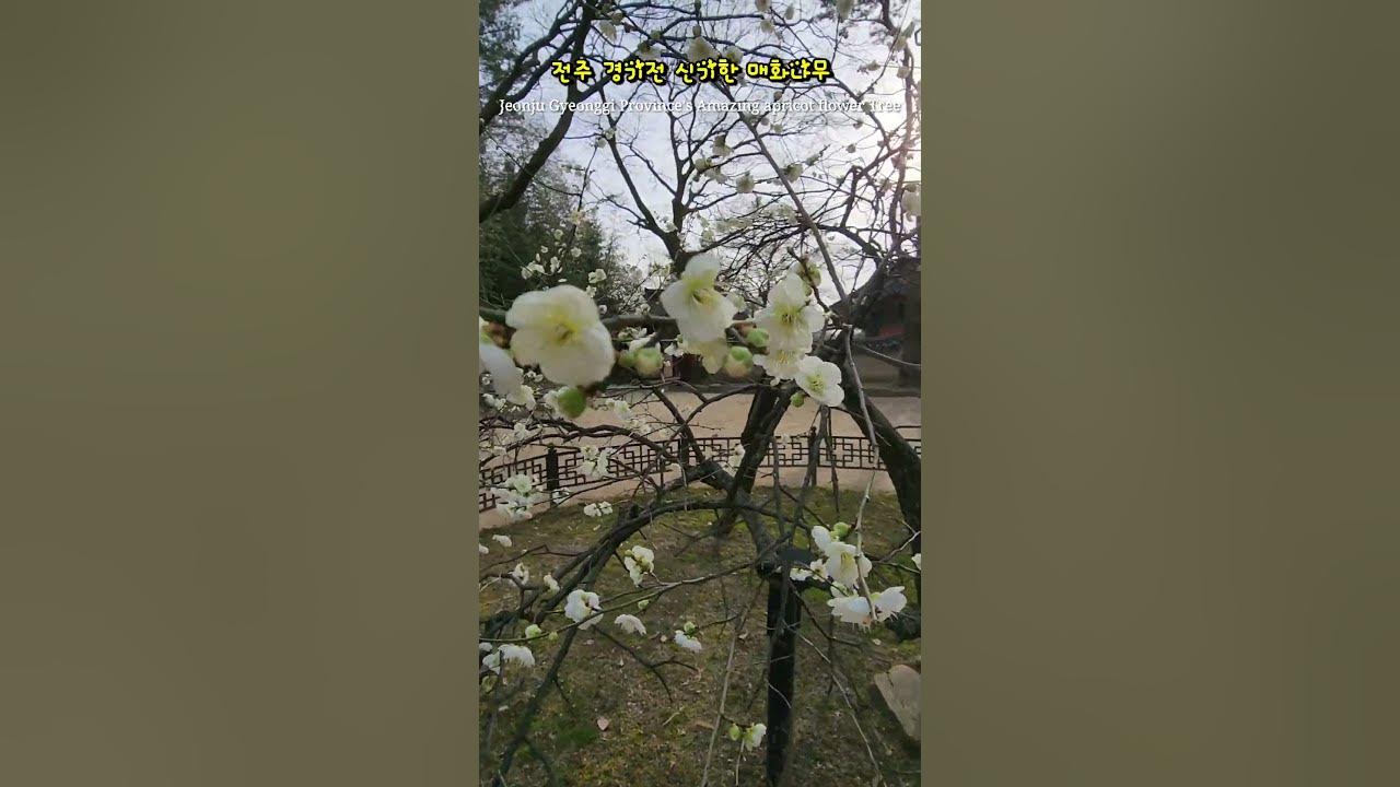 전주 경기전 신기한 매화나무 Jeonju Gyeonggi Province's Amazing apricot flower Tree #전주여행 #전주경기전 #와룡매 #매화꽃