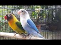 Lovebird Chirping and Singing Sounds 7 Hours - Green Personata & Blue Fischer