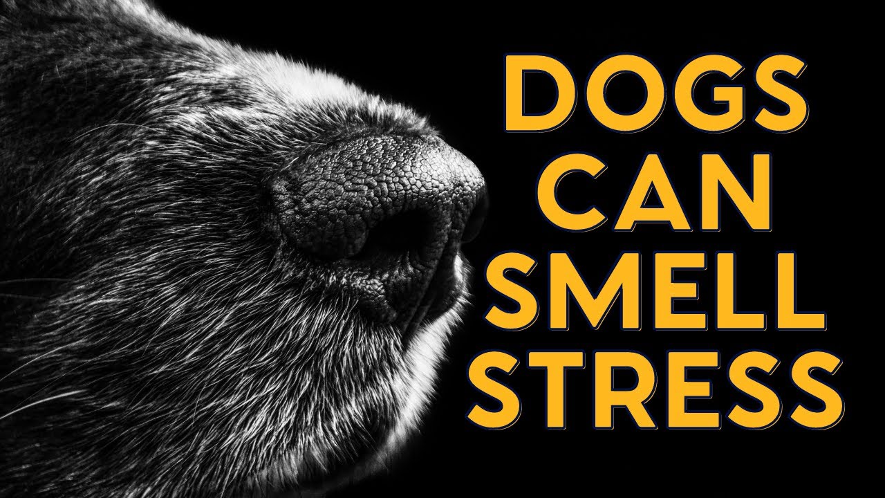 How Dogs Can Smell Your Stress! YouTube