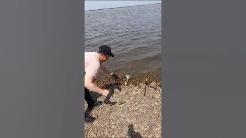 Ауха(Китайский окунь) 💪💪💪