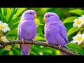 Relaxing Birdsong in Nature 🐦 Bird Sounds for Deep Sleep, Stress Relief & Peaceful Relaxation