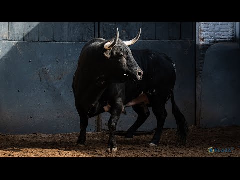 SORTEO | Corrida de toros 24 mayo, Luis Algarra y Montalvo