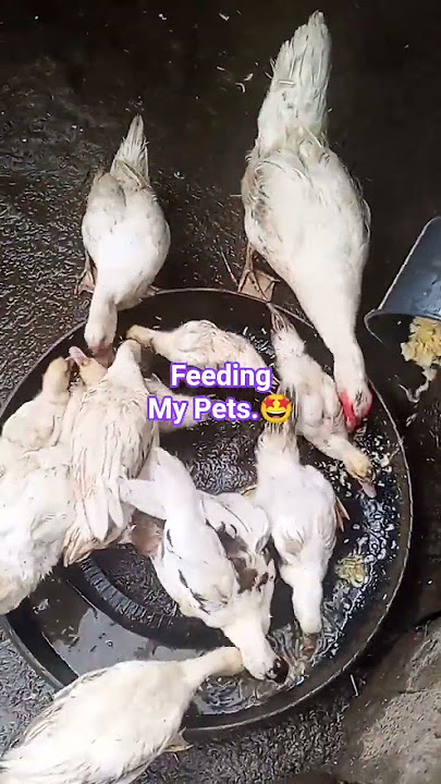 #viralshort #feeding #feedingducks