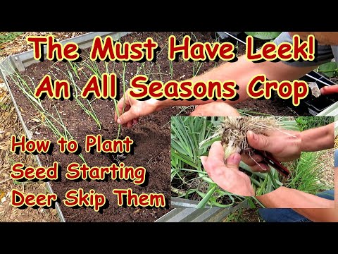 Video: Leek Plant Companions - Lär dig om Companion Planting With Purjolök
