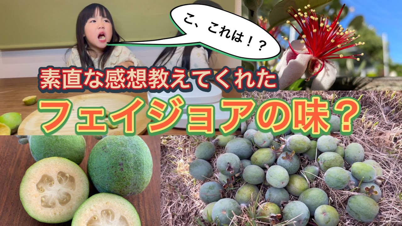 フェイジョアの素直な食レポ！美味しい？不味い？関東でも地植えできる熱帯果樹。オリーブのように美しいので庭木・果樹として家庭菜園で育ててみませんか？