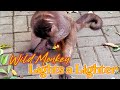 Wild monkey lights  a lighter