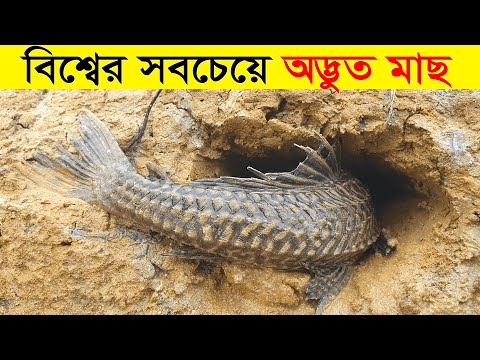 ভিডিও: পৃথিবীর সবচেয়ে আশ্চর্যজনক মাছ