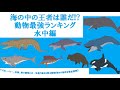 最強は誰だ⁉動物最強ランキングTOP10 水中編