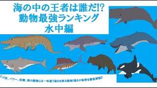 最強は誰だ⁉動物最強ランキングTOP10 水中編