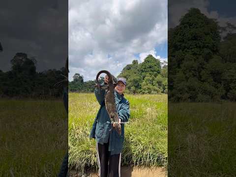 Maaf kali ini mungkin di luar nurul,, hasil buruan di hulu sungai