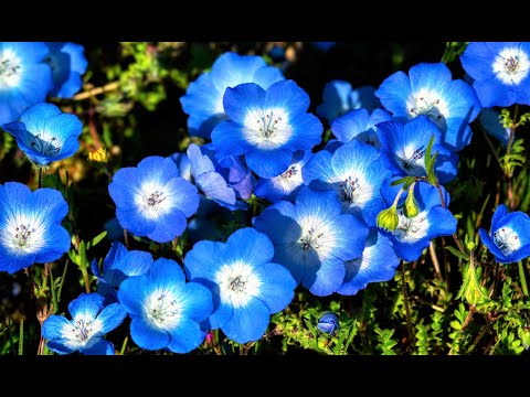 Video: Common Zone 8 Perennials: Kuchagua Mimea ya kudumu kwa Mandhari ya Zone 8