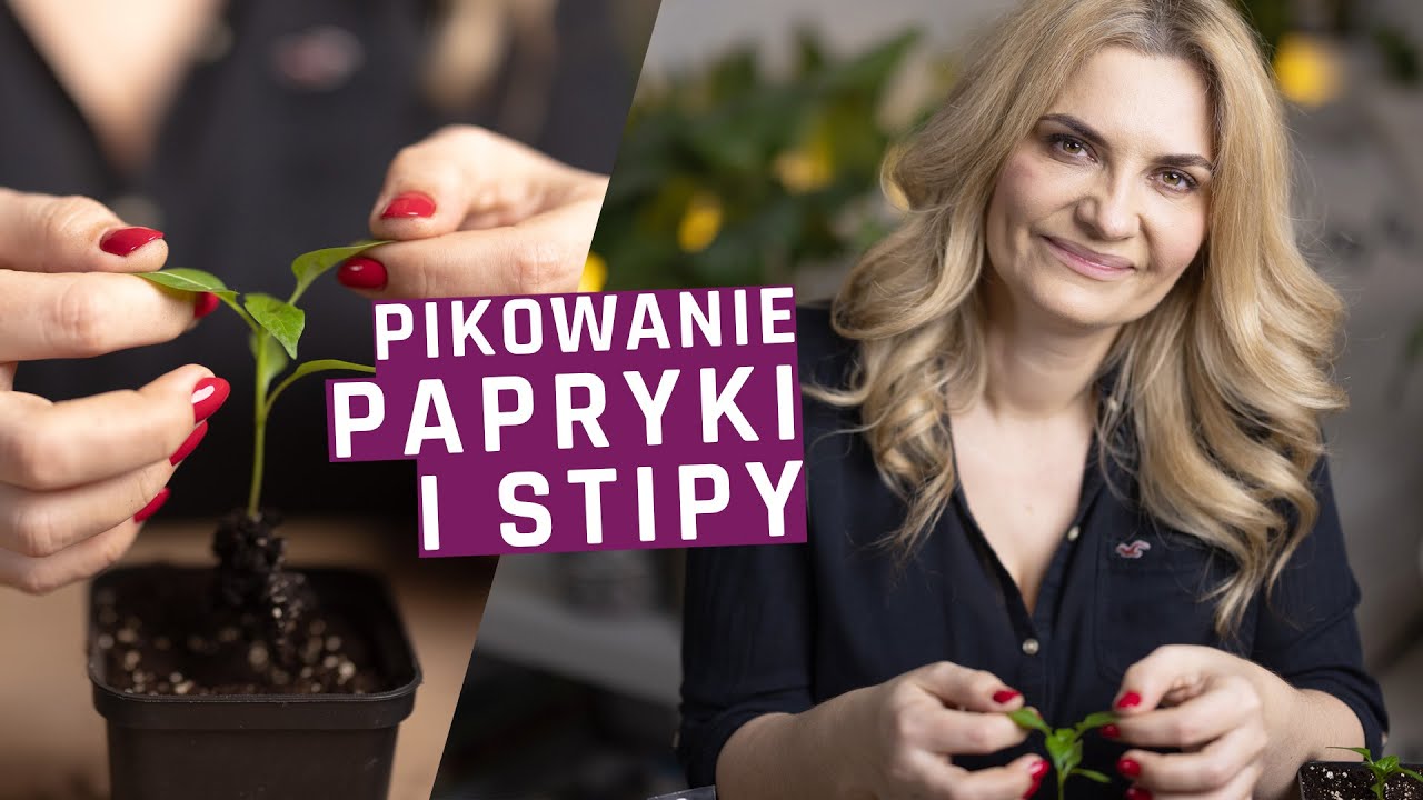 Pikowanie ostnicy stipy oraz papryki. Na czym polega pikowanie?