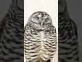 潰れ顔フクロウ#フクロウ #owl #shorts