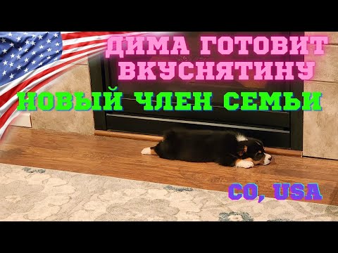 #168 Новый Питомец/ Распаковка Посылки/ Дима На Кухне/ Влог США/ МЫ В АМЕРИКЕ