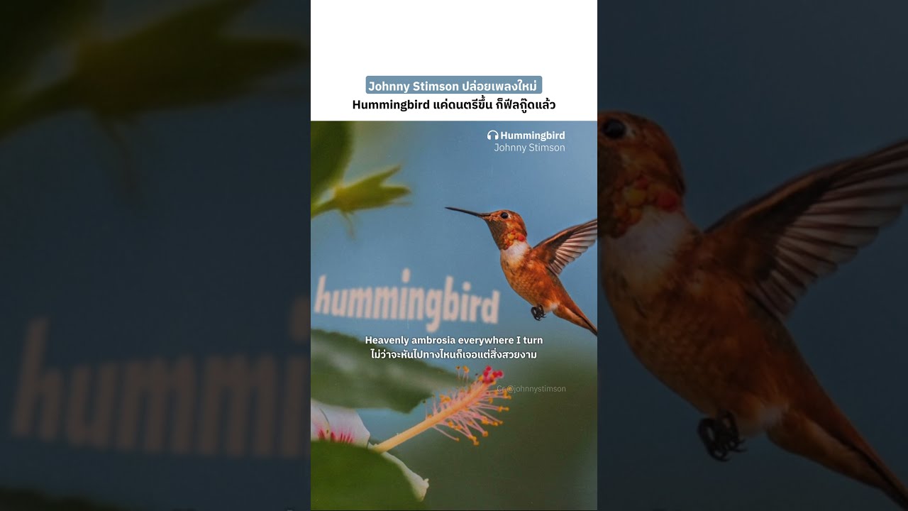 ใครคิดถึงเพลงเพราะฟีลกู๊ดฟังสบาย ๆ ของ Johnny Stimson บ้าง✨ มาฟังเพลงใหม่ 'Hummingbird'
