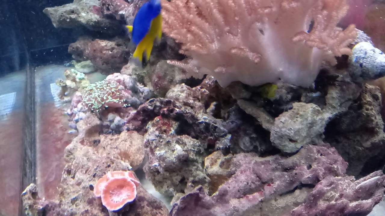 Acquario 100 litri senza sump e senza schiumatoio un anno e due mesi di ...