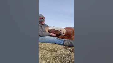 I could use a nap too #horse #nap #horses #sleepinghorses #equine #horselover #fyp