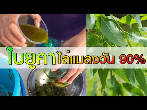 สูตร วิธีการทำน้ำใบยูคาไล่แมลงวัน