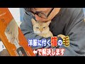 服が猫の毛だらけです・・・夢ゲンブラシで問題解決！？