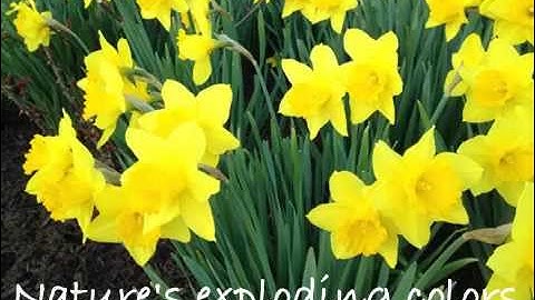 iPhone Animation: A Spring Haiku created with Animation & Drawing by Do Ink