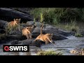 Splash down lion cubs leap across swollen river  swns