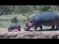 HAPPY BABY HIPPO -  PRECIOUS TIME w/ MOMMY HIPPOPOTAMUS! ADORABLE!