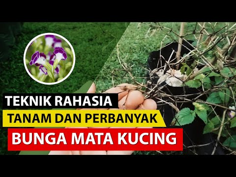 Video: Torenia (44 Foto): Menanam Bunga Dari Biji Dan Stek Di Rumah. Deskripsi Penanaman Dan Perawatan Di Lapangan Terbuka