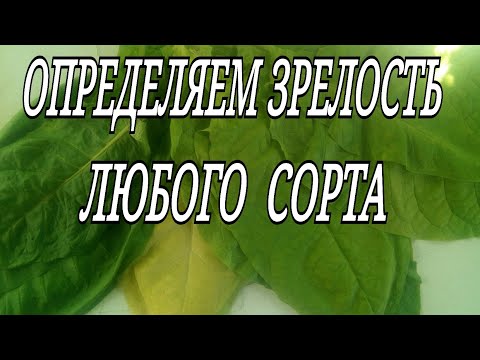 ДНЕВНИК ТАБАКОВОДА № 67 Определяем зрелость любого сорта ТАБАК