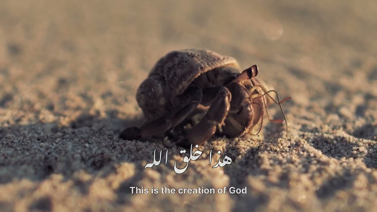 Quran tilavat | creation of allah 
