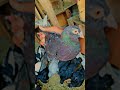 Kabutar pigeon viral ytshorts lucknow