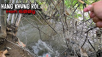 Tập 199 - Trúng Ổ Cá Khủng Giật Rung Tay Luôn, Nước Cạn Vậy Mà Nó Vô Thấy Ham | Câu Cá Rô Đồng