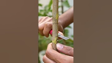 Grow Guava Tree Faster with these simple tips! #guava #shorts