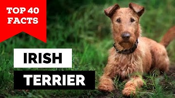 99% of Irish Terrier Owners Don't Know This