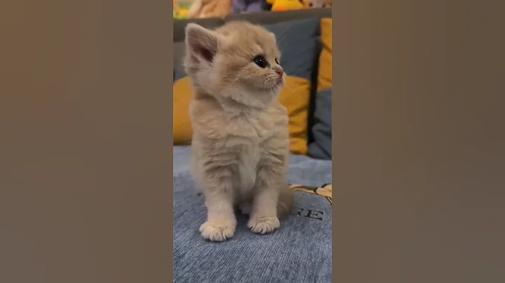 Watch the video about Funny Cat❤️💫 #shorts #2023 #meme #cat #cats #memes #funny #top #tranding #love #live #like #tiktok